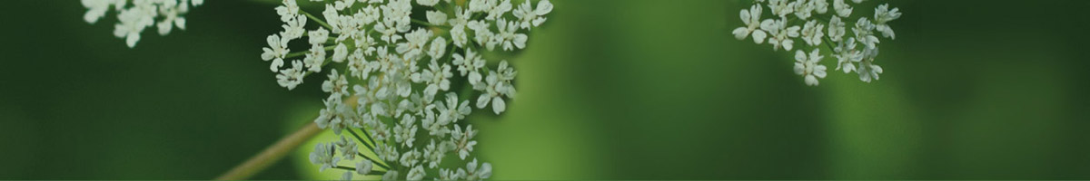 Geschäftswelt Kirchanschöring_iko.verde_header1